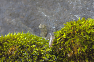 鼻涕虫,三只动物,留白,水平画幅,软体动物,叶脉,植物,害虫,园艺,大特写