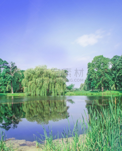 垂柳,公园,垂直画幅,水,天空,夏天,湖,草,明亮,纽约