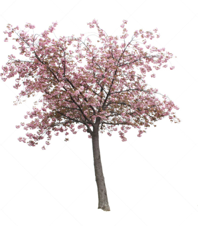 樱桃树,分离着色,樱花,花朵,背景分离,白色背景,垂直画幅,无人,春天,植物