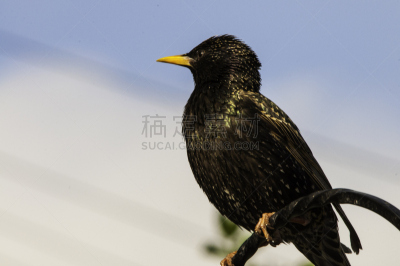 椋鸟,鹭管鱼,自然,野生动物,水平画幅,无人,鸟类,光亮,金属,黑色