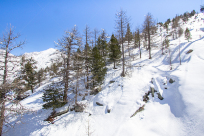 冬天,瑞士,山脉,松树,天空,水平画幅,雪,无人,户外,瑞士阿尔卑斯山