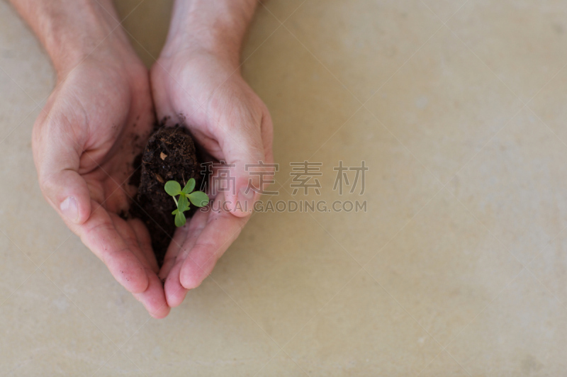 秧苗,手,心型,农业,健康保健,部分,清新,环境,环境保护,移植手术