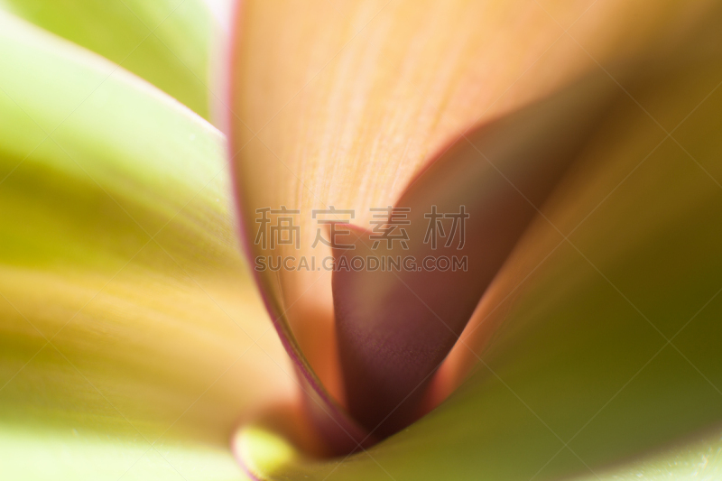 绿色背景,叶表皮,生物学,自然,纹理效果,秋天,新生活,图像,叶脉,植物细胞
