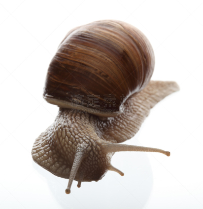 蜗牛,分离着色,白色,自然,垂直画幅,软体动物,缓慢的,白色背景,动物身体部位,眼柄