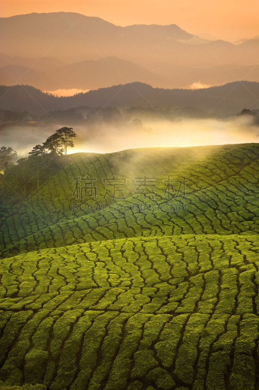 早晨,黎明,雾,茶树,卡梅伦蒙大纳,自然,垂直画幅,山,无人,豪宅