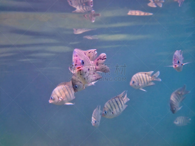 岩生豆娘鱼,雀鲷,水,水平画幅,蓝色,巨大的,水下,海洋,绿松石色,圣灵群岛