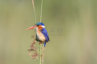 孔雀蓝翠鸟,自然,野生动物,图像,翠鸟,一只动物,野外动物,动物,鸟类,无人
