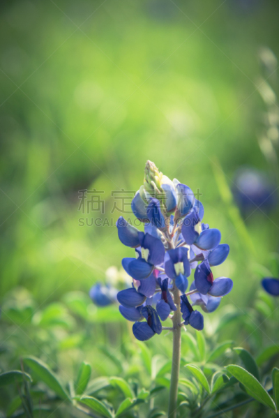 矢车菊,美国,德克萨斯,特写,州,垂直画幅,山,无人,草原,户外