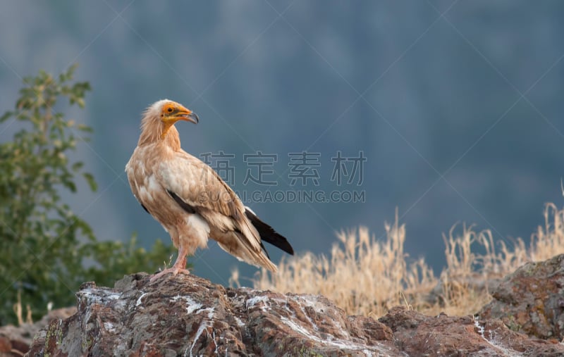 egyptian vulture,食肉鸟,水平画幅,鸟类,秃鹰,巨大的,埃及,动物身体部位,中东,鹰