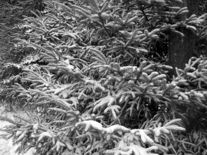 雪,黑白图片,清新,自然,图像聚焦技术,选择对焦,松树,水平画幅,无人,户外