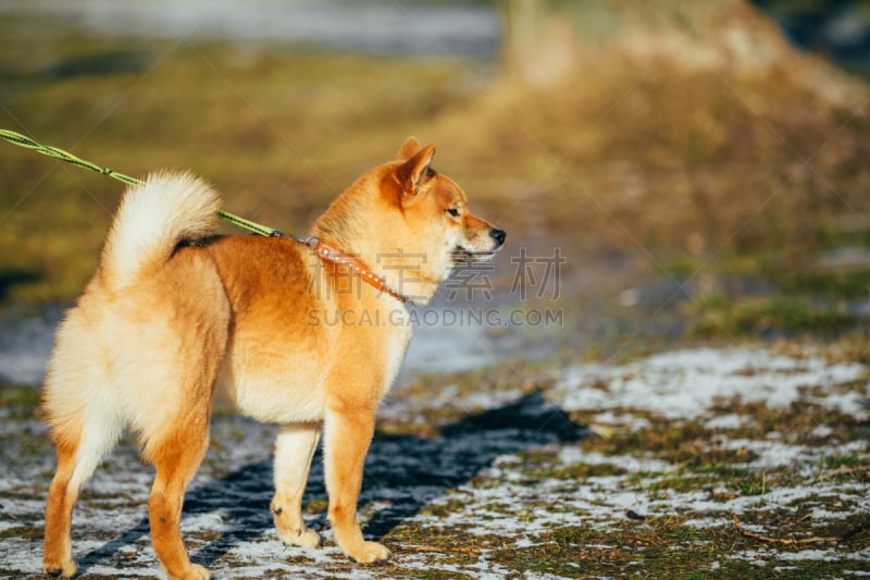 日本柴犬,户外,狗,小狗,自然美,红色,春天,日本秋田犬,海老寿司,美