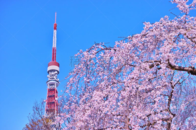 春天,东京,地形,东京塔,垂枝日本早樱,樱花,水平画幅,无人,日本,户外