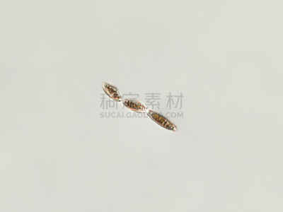 硅藻属,藻类,放大效果,在下面,生物学,生物燃料,显微镜,退化单眼,淡水,海洋生命
