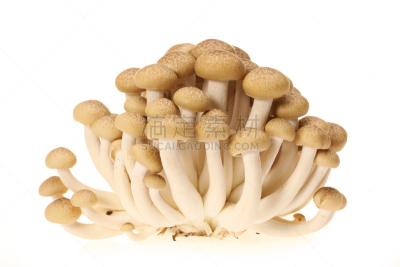 褐色,山毛榉树,食用菌,水平画幅,孢子,小的,无人,姬菇,特写,植物茎