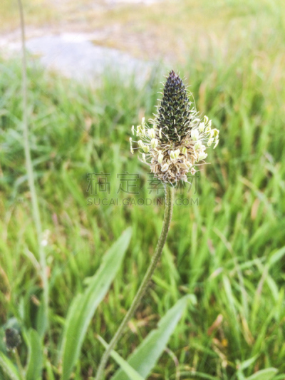 芭蕉,蓝内斯,狗舌草,文昌鱼,鹤嘴鸟,三角梅,加利西亚,自然,垂直画幅,草地