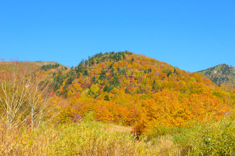 八幡平市,叶子,秋天,山,鹿角市,秋田县,天空,美,里山,水平画幅