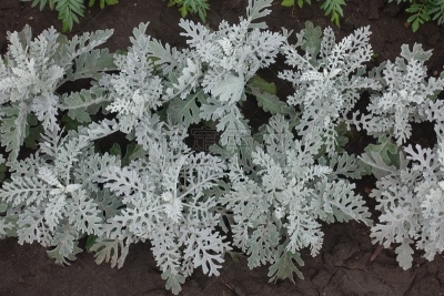 成一排,花坛,美,公园,水平画幅,枝繁叶茂,银色,无人,银叶菊,户外