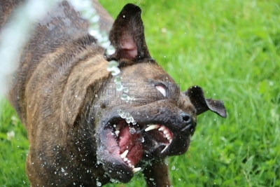 水,斗牛犬,英格兰斗牛犬,公园,褐色,水平画幅,无人,夏天,户外,草