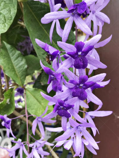 蓝花藤,有蔓植物,花环,佛罗卢比斯,紫色,蓝知更鸟,砂纸,垂直画幅,公园,心皮