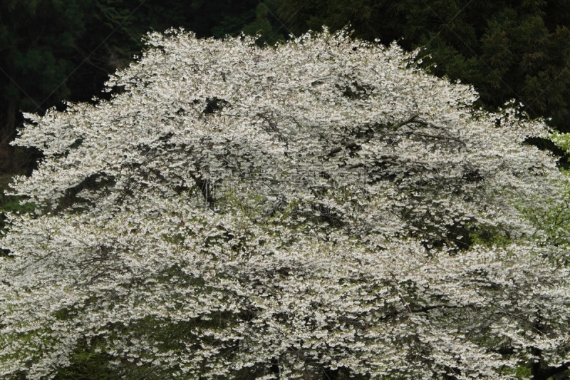 樱桃树,野生植物,白色,自然,鲜花盛开,风景,图像,春天,无人,京都市
