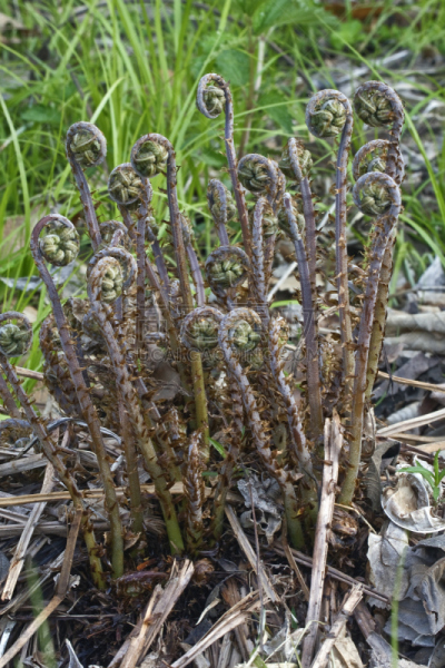蕨类,茎,厚的,木制,自然,垂直画幅,鸵鸟 fern,鳞毛蕨科,无人,生物学