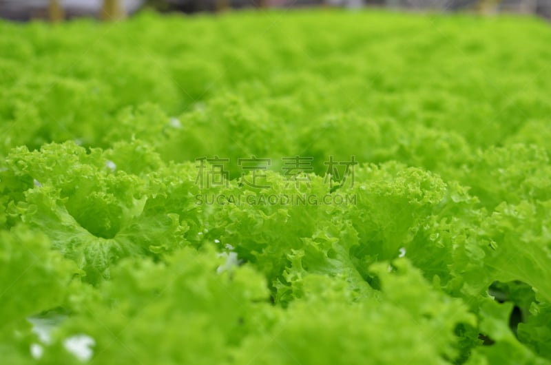 水培法,蔬菜,农场,苏格兰高地,卡梅伦蒙大纳,植物苗圃,水,水平画幅,枝繁叶茂,户外