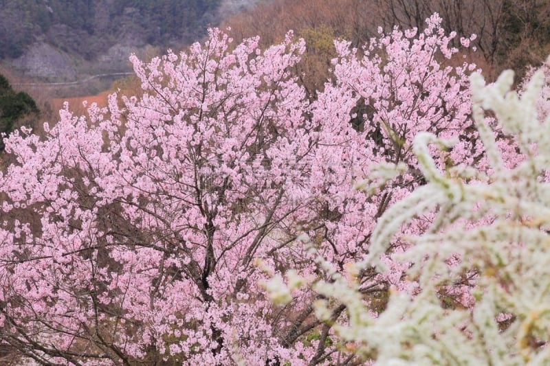 花朵,绣线菊,樱桃树,水平画幅,樱花,无人,户外,大阪府,白色,春天