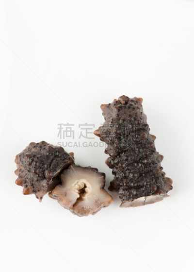 海参,白色背景,横截面,黑市,炖鱼,湿透,墨西哥湾,海床,加勒比海,半熟品