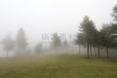 雾,松树,地球女神,宁静,水平画幅,秋天,无人,苔藓,智利阿伯椒,户外