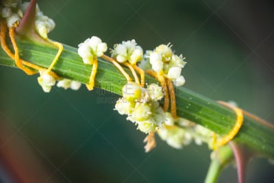 寄生植物,大菟丝子,北美产大儿鱼,人类栖息地,长耳大野兔,拖引式降落伞运动,蚕豆,五边形,寄生的,伊利诺斯州