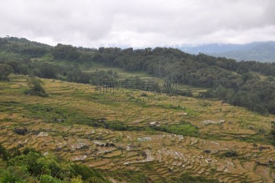 稻,塔纳托拉雅,田地,绿色,农业,热带气候,草,特拉加,稻田,农场