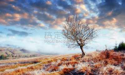 雾,绿色,宏伟,日光,森林,早晨,夏天,松科,光,环境