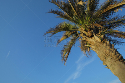 棕榈树,李斯堡,自然,美国,水平画幅,绿色,地形,无人,蓝色,热带树