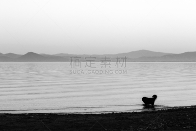 水,天空,湖,狗,黄昏,柔和,自然美,留白,寻回犬,水平画幅