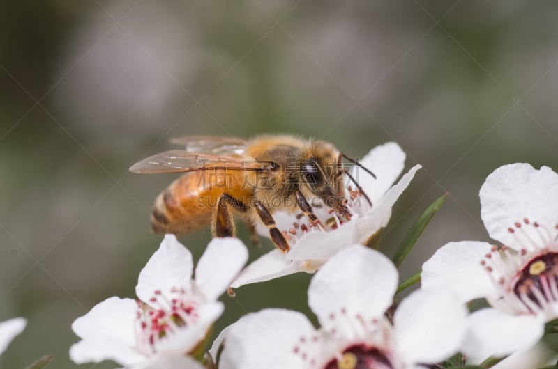 蜜蜂,药,蜂蜜,麦卢卡树,社会保险,公亩,新的,水平画幅,无人,薄子木属