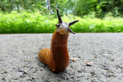 茶红斑蛾,鼻涕虫,欧洲,红色,触须,泥泞的,缓慢的,横越,柔和,荷兰