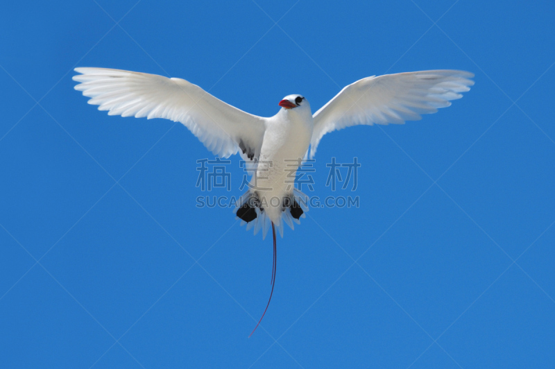 红尾热带海鸟,热带海鸟,大堡礁,自然,野生动物,水平画幅,鸟类,野外动物,自然美,红色