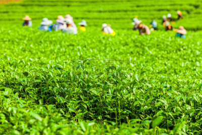 茶树,泰国,阿萨姆,大吉岭,锡金,里山,水平画幅,山,马来西亚,越南