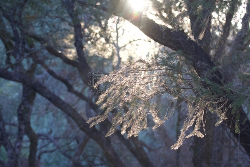 肚子,花园蜘蛛,男性,长度,公亩,织巢鸟,行星,4岁到5岁,白色,野生动物