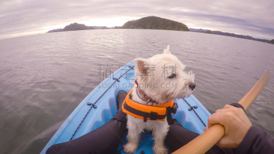 派希亚镇,狗,bay of islands,西高地白猎犬,皮划艇,新西兰,水,救生衣,桨,水上运动器材