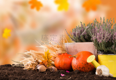 秋天,概念,水平画幅,研磨食品,南瓜,泥土,户外,移植手术,莴苣,铲子