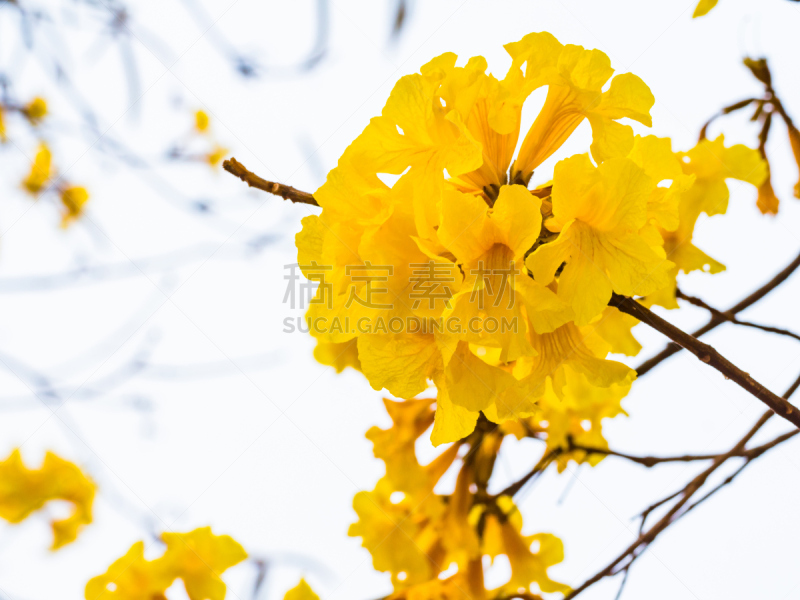 泰国,黄紫葳,自然,天空,水平画幅,无人,色彩鲜艳,时间,户外,自然美