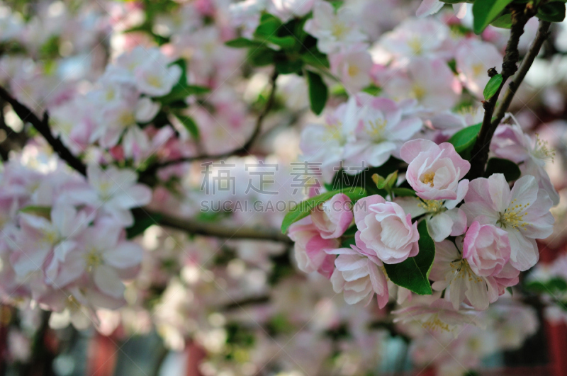 海棠,春天,自然,季节,北京大学,图像,花朵,自然美,花瓣,叶子