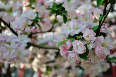 海棠,春天,自然,季节,北京大学,图像,花朵,自然美,花瓣,叶子