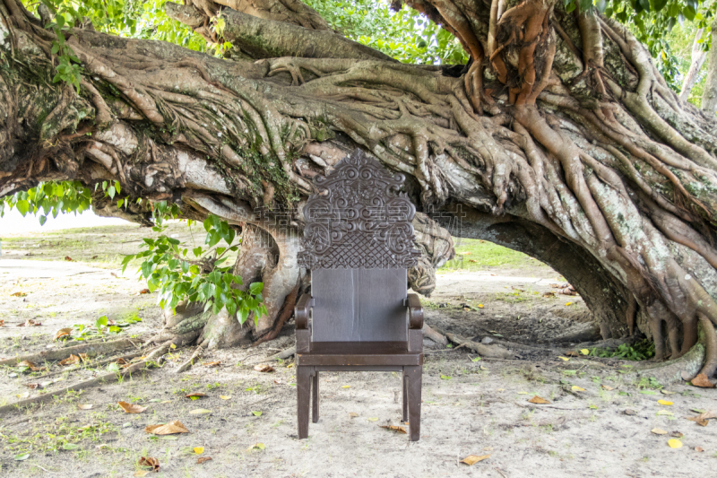 graduation chair with old fig tree, árvore figueira-benjamim (Ficus benjamina)