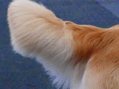 狗,动物保护,训服,遛狗师,纯种犬,犬恶丝虫,橙色,德国牧羊犬,受过训练的狗,哈巴狗