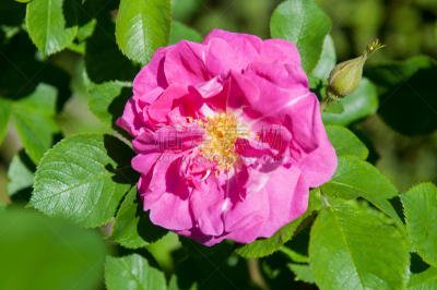 粉色,玫瑰,臀,野蔷薇植物,briarcliff manor,冷肉卷,格兰迪伯瑞尔,野玫瑰果,树篱,夏天