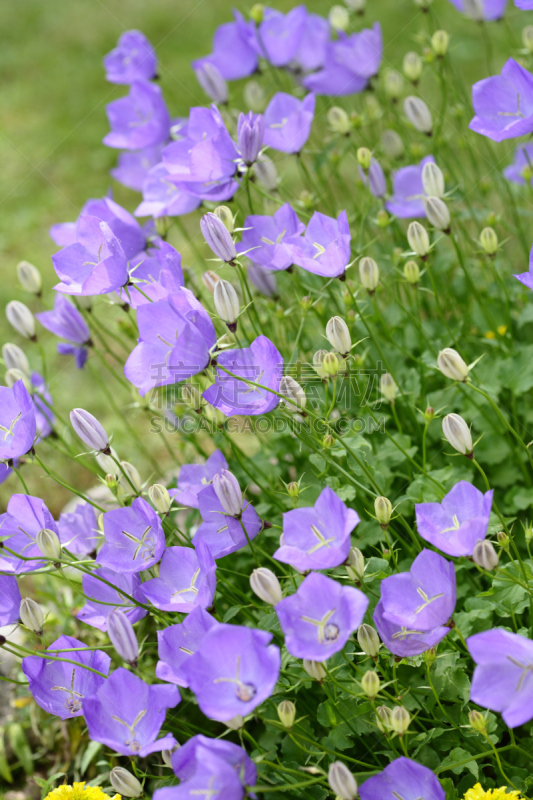 蓝铃花,石生风铃草,野风信子,垂直画幅,芳香的,无人,早晨,夏天,特写,田地