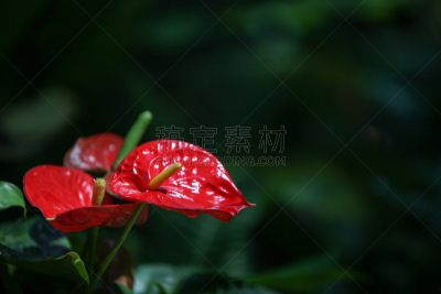 红色,花烛属,火烈鸟百合,自然,水平画幅,形状,无人,特写,黄色,肉穗花序