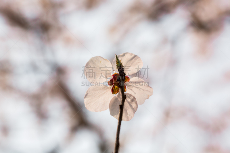 桃,特写,粉色,清新,自然美,春天,植物,背景,桃树,柔和